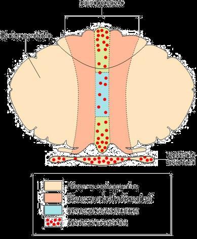 SPINO-CEREBELLO (PALEOCEREBELLO) VERME E PARTE