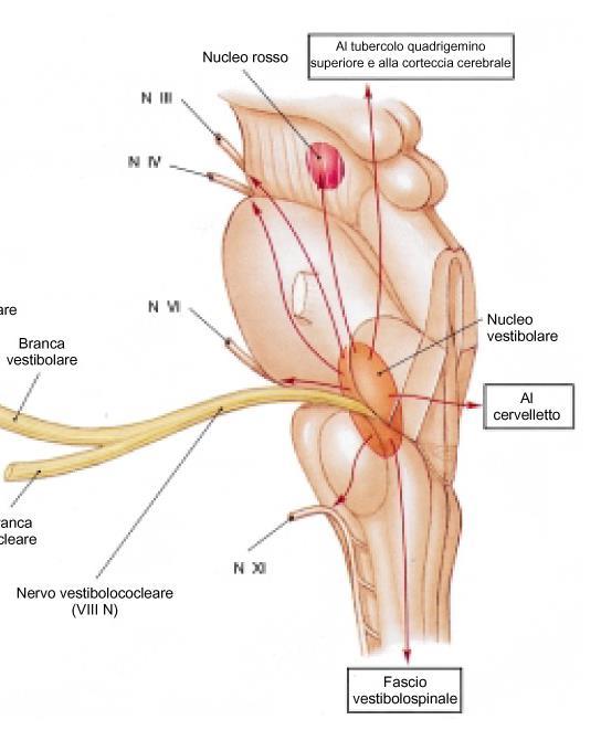 Pathways motori ausiliari ronco dell encefalo: fascio vestibolo-spinale - I nuclei vestibolari ricevono informazioni dal nervo vestibolare riguardanti la posizione della testa nello spazio - Dal