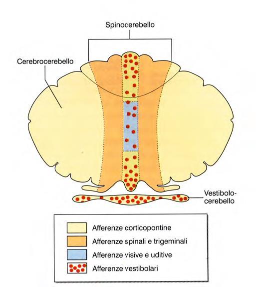 Cervelletto Spino-cerebello Lo spino-cerebello riceve i fasci spinocerebellari che convogliano informazioni da recettori propriocettivi, tattili e pressori.