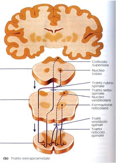 Pathways motori ausiliari ronco dell encefalo: fascio tetto-spinale INPUT Afferenze corticali Centri frontali e parietali che controllano i movimenti oculari Afferenze visive Vie ottiche Afferenze