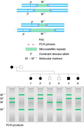 Microsatelliti Microsatellite DNA is thus a class of repetitive DNA based on dinucleotide repeats.