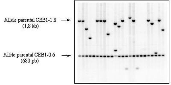 Fig. 5 Détection des réarrangements du minisatellite CEB1-1.8 et CEB1-0.6 dans les cellules rad27δ de S. cerevisiae.