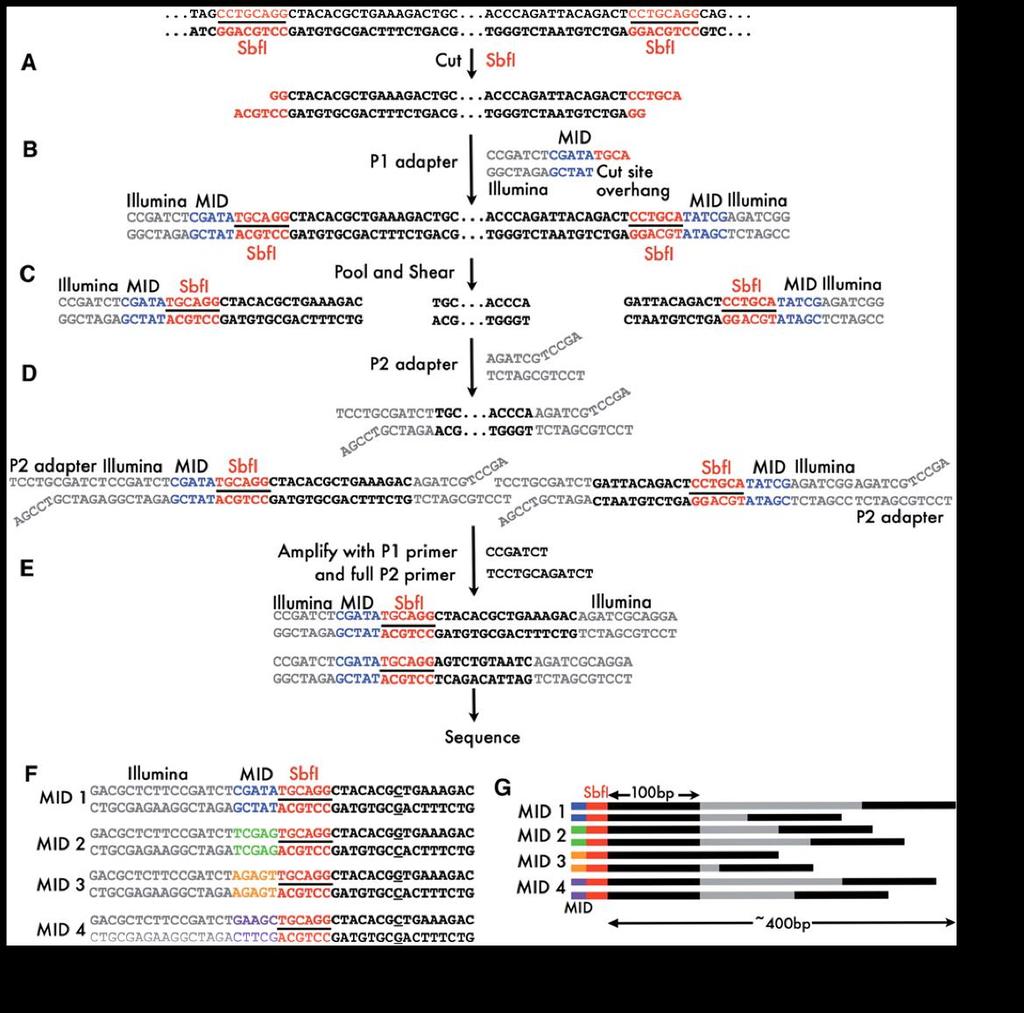 this example). (C) Samples from multiple individuals are pooled together and all fragments are randomly sheared. Only a subset of the resulting fragments contains restriction sites and P1 adapters.