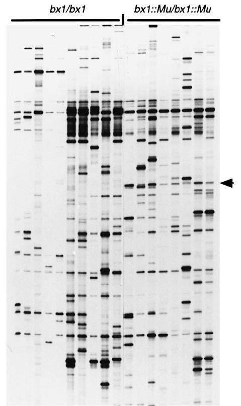 Amplification of