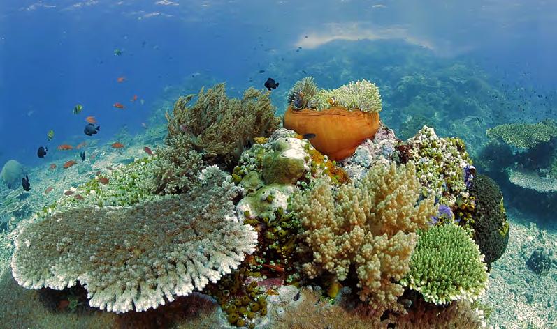 Grande visibilità e un mix di scogliere digradanti da -5 poi pareti ripide coperte di coralli. Uno dei nostri migliori siti per i cavallucci pigmei.