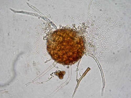 Zolfo Ampelomyces quisqualis, fungo parassita dell'oidio Bicarbonati di Sodio e Potassio Acido