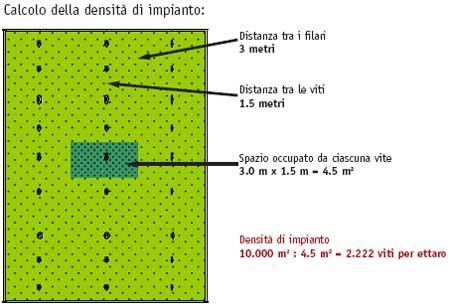 esposizione e forma di allevamento Sistemazione e legatura dei