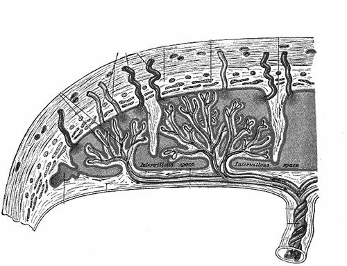 TRASFERIMENTO PLACENTARE DEI FARMACI PLACENTA: organo discoidale inserito nella mucosa uterina La maggior parte dei farmaci attraversano la placenta in direzione verso il feto.