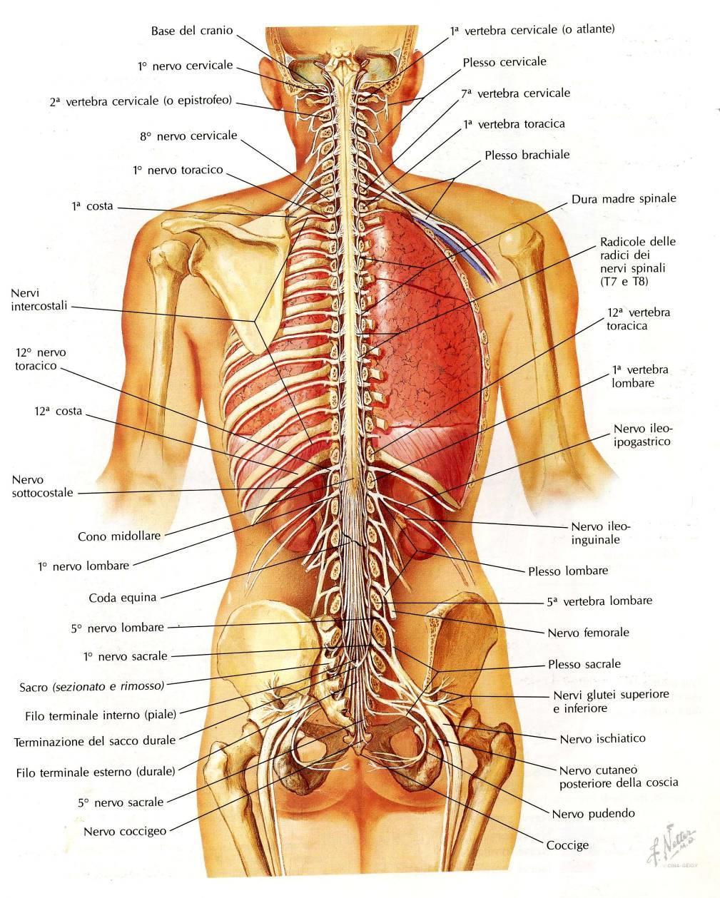 Midollo Spinale in situ Fino ad L1-L2 Sacco