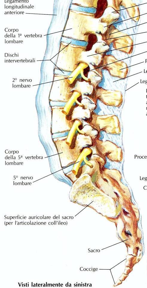 Emergenza dei nervi spinali dai fori intervertebrali di numero corrispondente