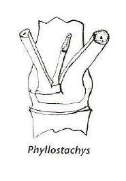 3. Phyllostachys