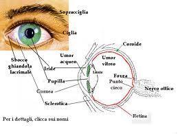 Occhio Umano Forma immagini reali oggetti sulla retina Al cervello giungono