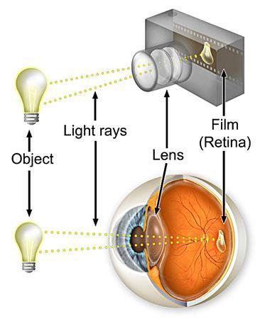 Differenze retina- pellicola Non si ha una distribuzione omogenea dei dettagli dell immagine. Nella visione tiene considerazione anche dell esperienza dell osservatore.