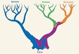 ORIGINE DELLA VITA 1858: Teoria dell'evoluzione per selezione naturale elaborata da Wallace e Darwin Tutte le forme di vita sono legate da relazioni di