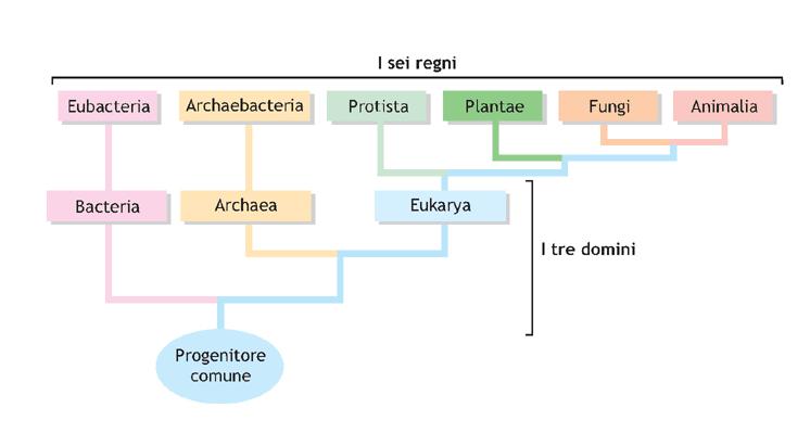 L EVOLUZIONE DELLA CELLULA L albero filogenetico della vita Gli organismi