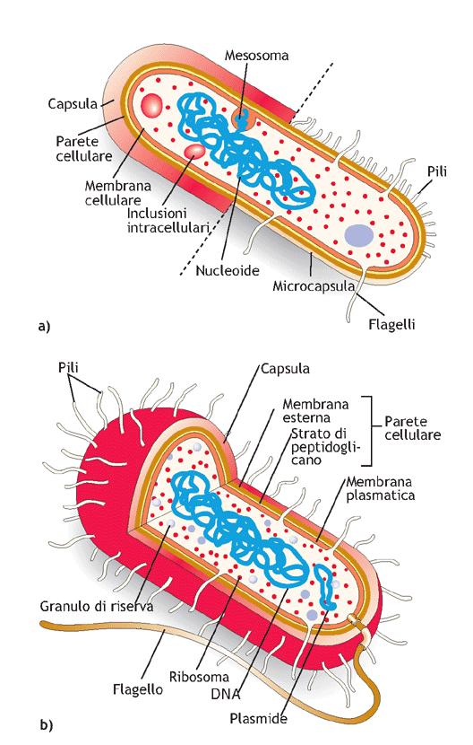 CELLULA PROCARIOTICA Citoplasma: privo di compartimenti interni, rappresenta l unità dove si svolgono tutte le funzioni vitali; il DNA, gli enzimi, i ribosomi e gli altri costituenti cellulari sono