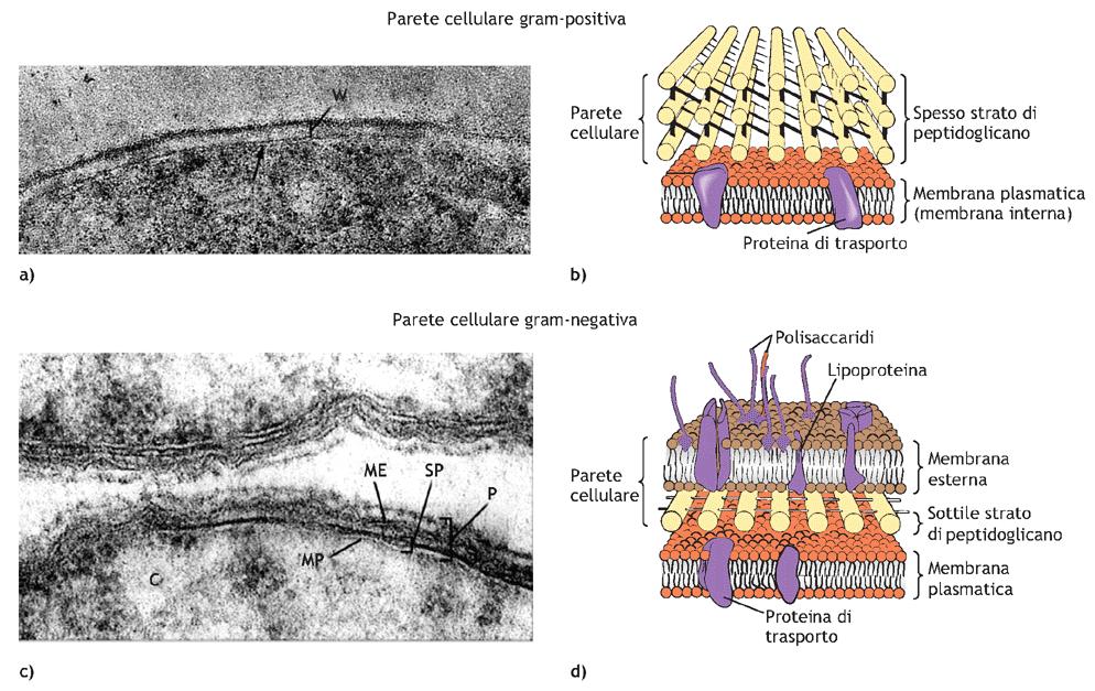 CELLULA PROCARIOTICA Parete cellulare batterica: composta da peptidoglicano: una molecola complessa che consiste di una matrice di zuccheri insoliti legati trasversalmente da corte