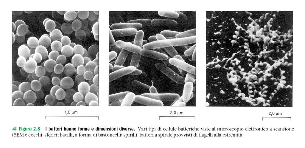 Vibrio Cholerae,