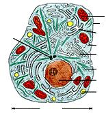 La cellula eucariotica CELLULA ANIMALE CELLULA VEGETALE