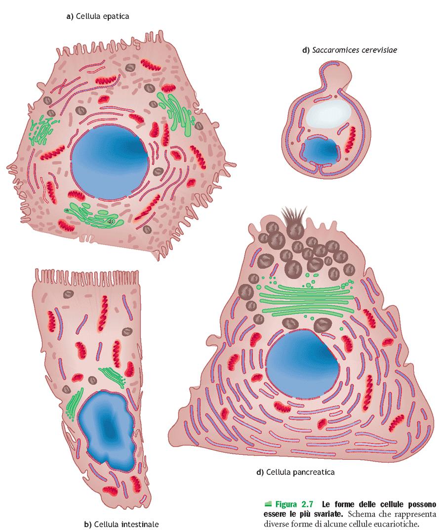 Organismi pluricellulari: differenziamento Le forme delle cellule possono essere le