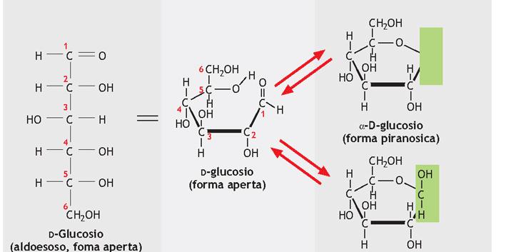 FORMAZIONE DEGLI ANELLI I gruppi aldeidici o chetonici di uno zucchero possono reagire con un gruppo ossidrilico della stessa molecola: D-Glucosio (aldoesoso, forma aperta) a-d-glucosio H C OH Forma