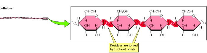 Gli zuccheri sono importanti fonti di energia e costituiscono strutture di supporto Il glucosio è il monosaccaride cui spetta un ruolo centrale tra le fonti di energia della