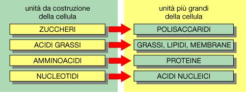 I componenti chimici di una cellula Le