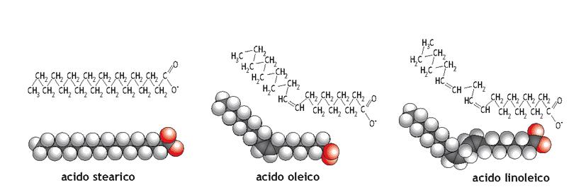 ACIDI GRASSI COMUNI La molecola di acido grasso presenta 2 regioni chimicamente distinte una lunga catena idrocarburica: idrofobica e chimicamente poco reattiva un gruppo COOH, che si comporta come