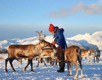 SAMI REINDEER FEEDING A solo 30 minuti dal centro della città, è possibile visitare il campo del popolo Sami e dare da mangiare alle renne.