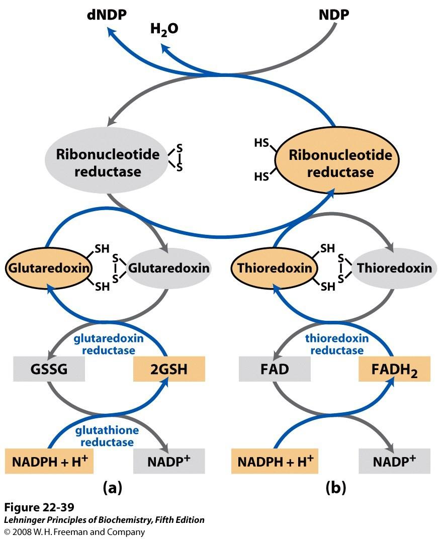 Sintesi de novo dei deossiribonucleotidi Si parte dai corrispondenti ribonucleotidi ed esiste un enzima, la ribonucleotide reduttasi, che catalizza la loro sintesi.