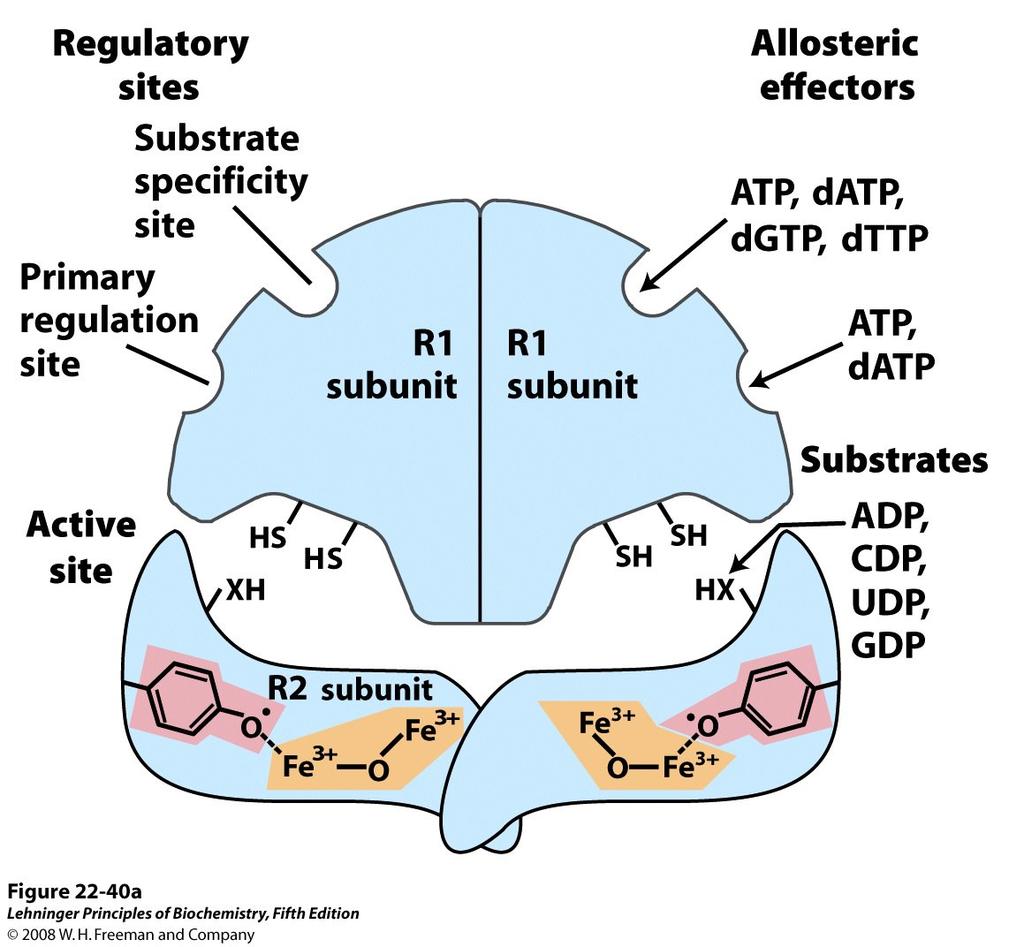 La ribonucleotide reduttasi è un unico enzima che può usare come substrati tutti i 4 ribonucleotidi in forma difosfato. È costituita da due dimeri R1 e R2.