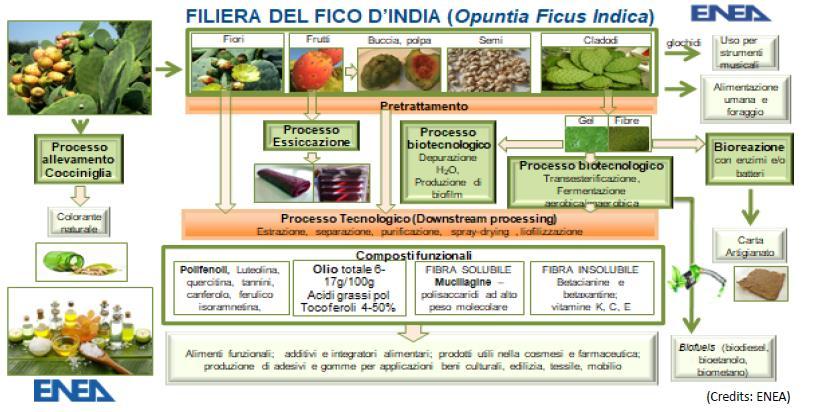 Opportunità per il settore agricolo: Diversificazione produttiva, utilizzazione intera della coltura e aumento del reddito.