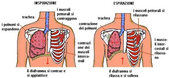 VENTILAZIONE POLMONARE È il flusso di aria che si crea tra atmosfera e polmoni e che avviene tramite il cambiamento di pressione dell aria.