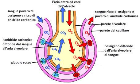 Scambio dei gas È la funzione principale dell apparato respiratorio diffonde O2 dall aria