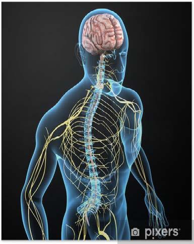 E suddiviso in: Anatomia CENTRALE: composto da cervello(protetto dal cranio) e dal midollo spinale (che