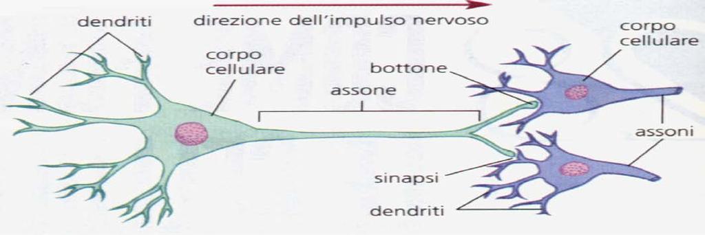 I NEURONI I neuroni (o cellula nervosa) sono l unità fondamentale del sistema nervoso, coinvolto nella ricezione, conduzione e trasmissione dell impulso nervoso.