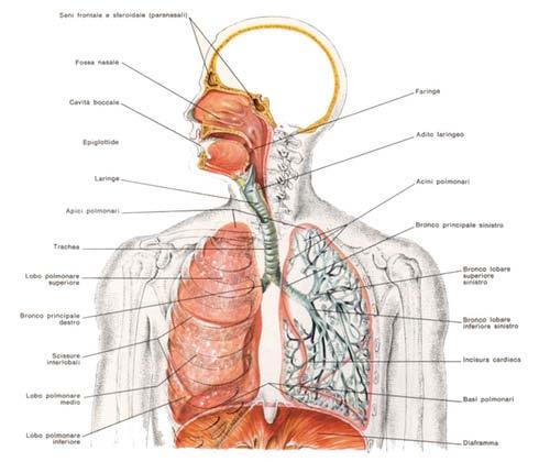 ANATOMIA FUNZIONI