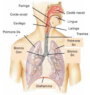 Apparato respiratorio superiore: Naso Faringe Laringe Strutture