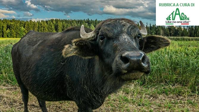 La bufala e la vacca sono molto diverse Parte II ruminantia.