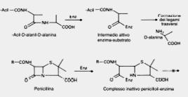 ANTIBIOTICI CHE INIBISCONO LA SINTESI DEL PEPTIDOGLICANO fase esterna ANTIBIOTICI -LATTAMICI: famiglia caratterizzata dalla presenza nella molecola di anello -lattamico.