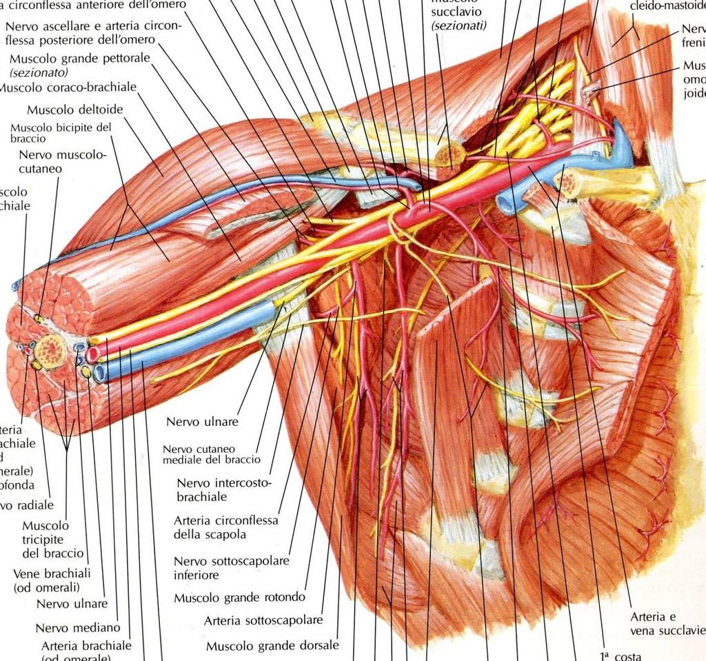 Disposizione del Plesso Brachiale Nel Collo-> radici e tronchi primari -> RAMI