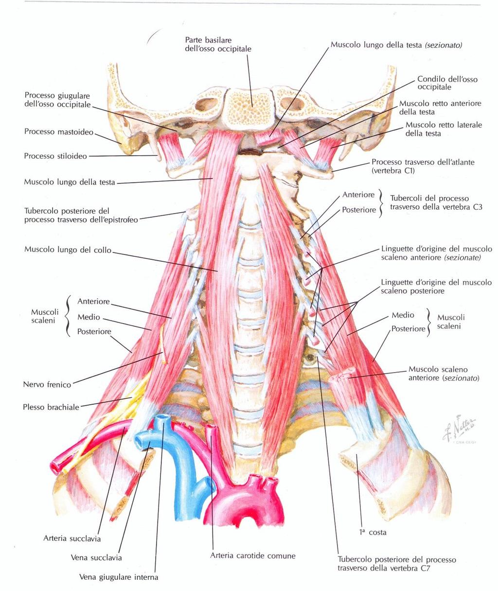 PLESSO BRACHIALE nel