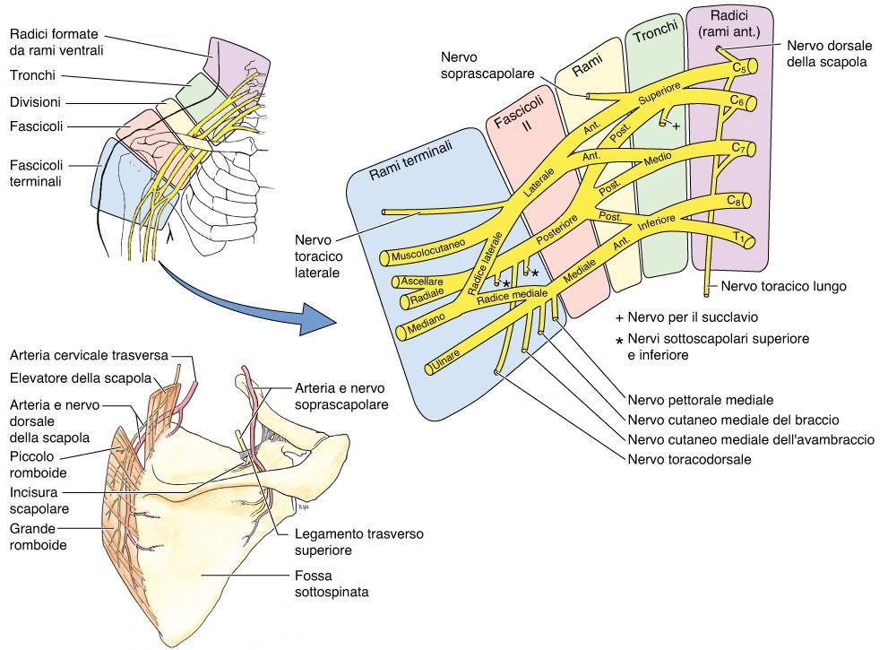 Sopraclavicolari INNERVAZIONE dell ARTO SUPERIORE