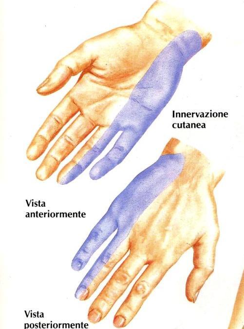 flettere la mano -> mano ad artiglio