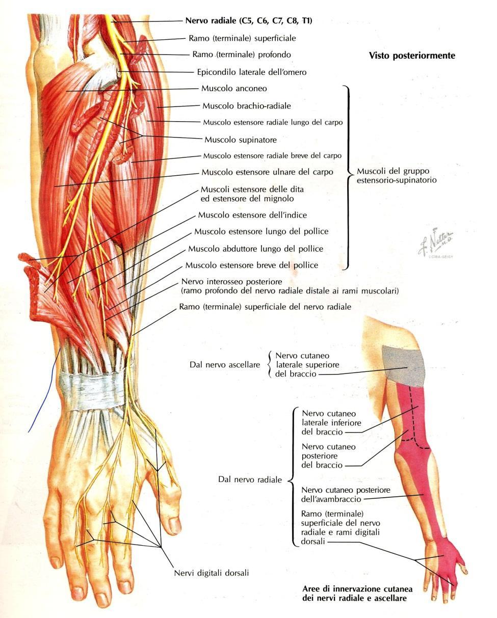Nervo Radiale Muscoli logge posteriori