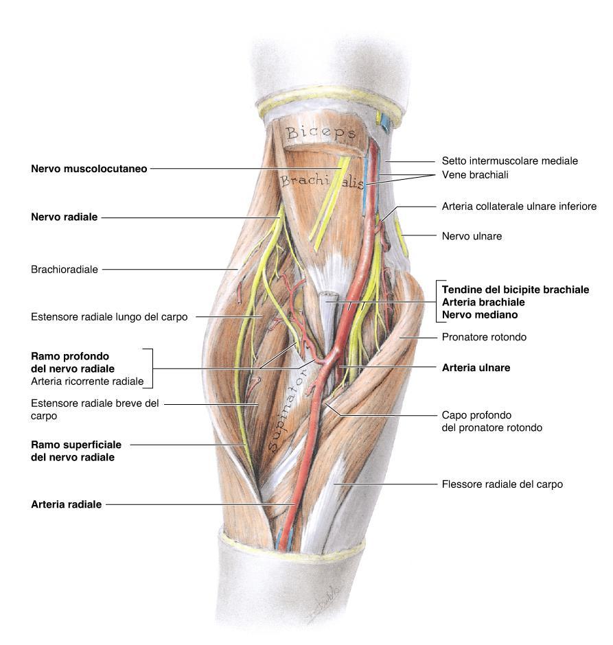 Rami terminali del nervo radiale