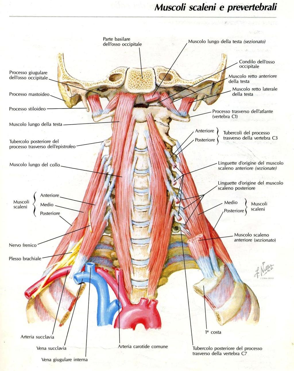 Muscoli