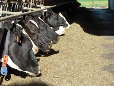 Esempio di applicazione della deroga nell azienda con bovini da latte Allevamento con 90 capi in lattazione, allevati in stabulazione libera a cuccette testa a testa e oltre 40 capi da rimonta