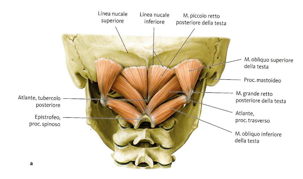 Muscoli Sub- occipitali Sono 4 muscoli pari e simmetrici Collegano fra di loro le prime 2 vertebre cervicali e con la