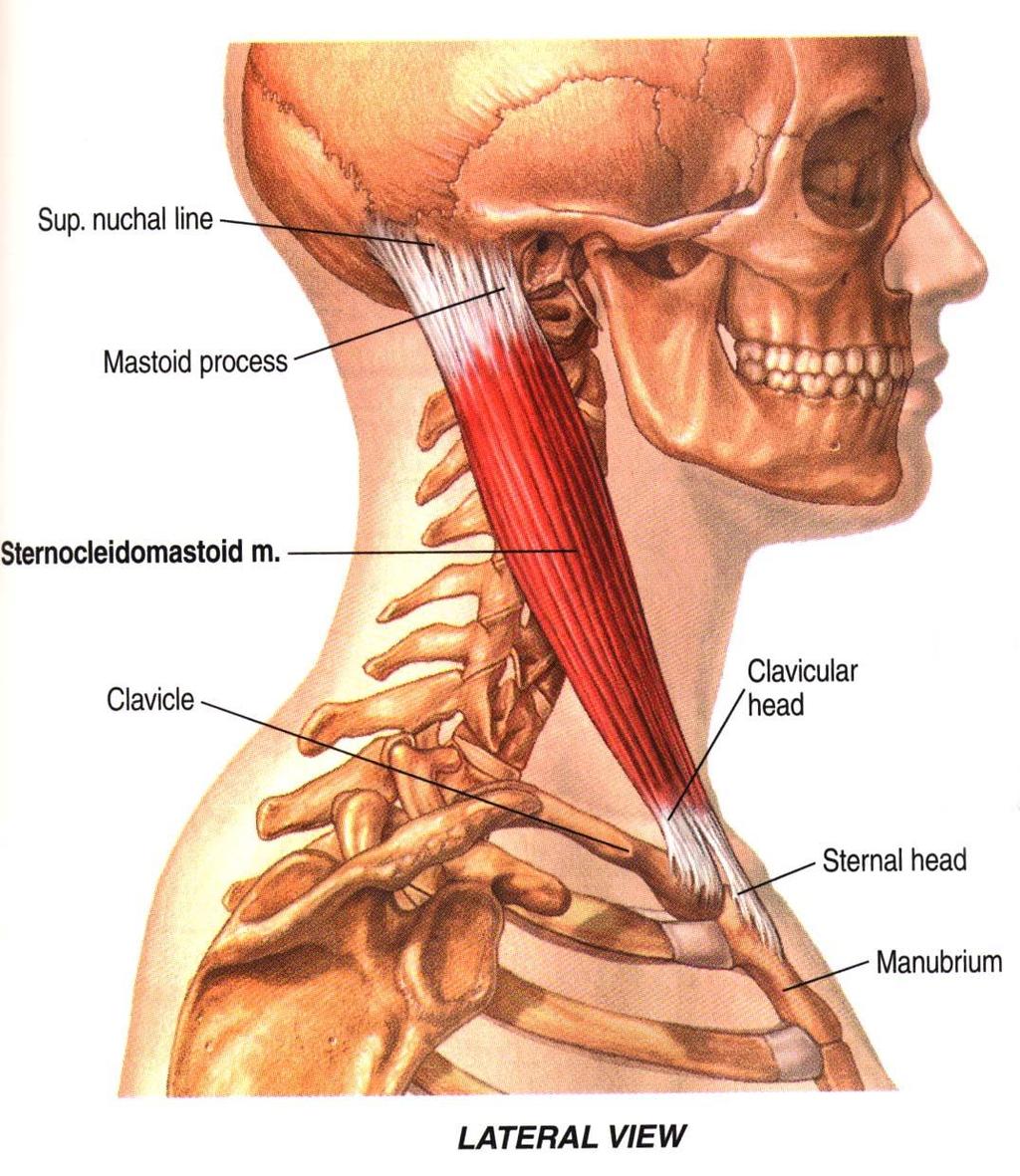 Muscolatura del collo: Sternocleidomastoideo Capo fisso: Eleva lo sterno -> inspiratorio Torace Fisso: contrazione unilaterale: inclina